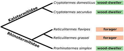 Differential Ecological Specificity of Protist and Bacterial Microbiomes across a Set of <mark class="highlighted">Termite</mark> Species